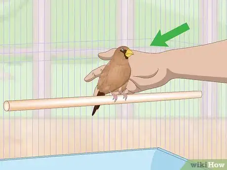 Imagen titulada Bond with Pet Finches Step 7