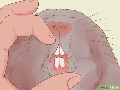 Imagen titulada Spot Signs of Illness in Chinchillas Step 1