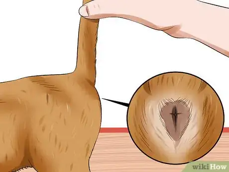 Imagen titulada Express a Cat's Anal Glands Step 4