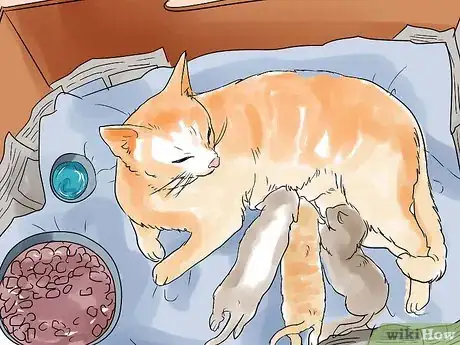 Imagen titulada Help a Cat Give Birth Step 18