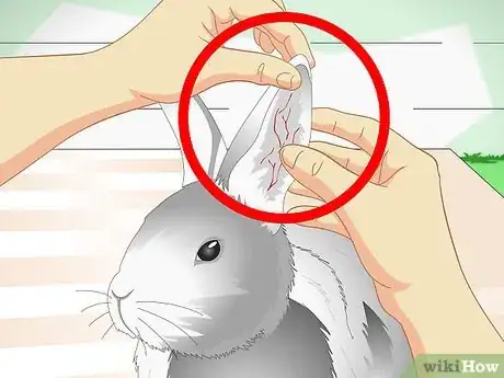 Imagen titulada Keep Pet Rabbits Cool Step 5