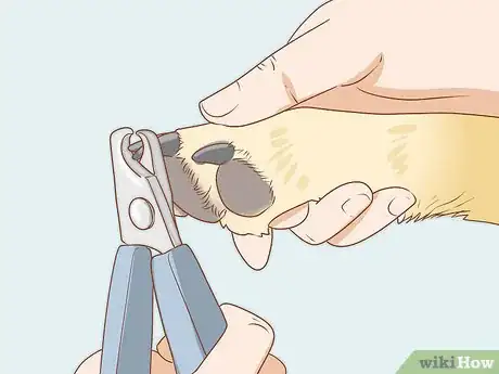Imagen titulada Take Care of a Dog Step 13