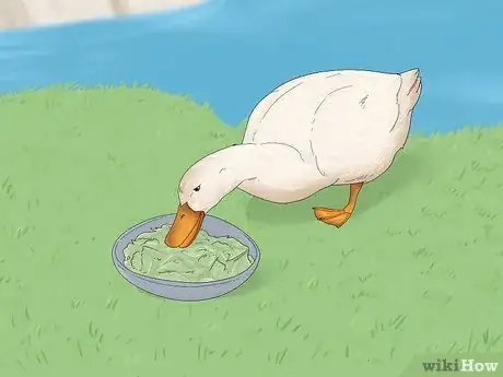 Imagen titulada Care for a Pet Duck Step 5