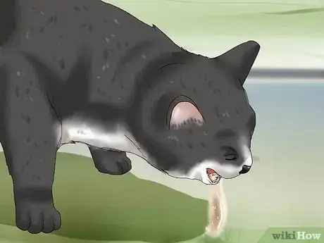 Imagen titulada Treat a Cat for Snakebite Step 2