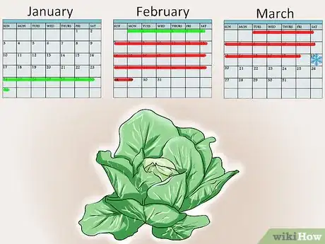 Imagen titulada Plant Cabbage Step 1