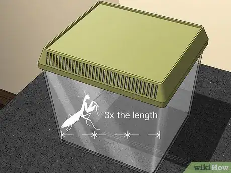 Imagen titulada Take Care of a Praying Mantis Step 1