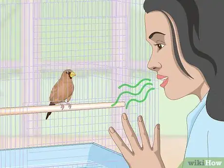 Imagen titulada Bond with Pet Finches Step 4