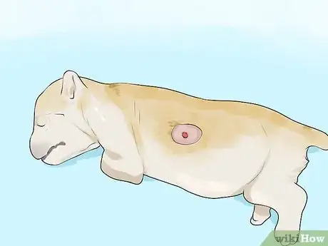 Imagen titulada Deal with Abscesses on Newly Born Puppies Step 1
