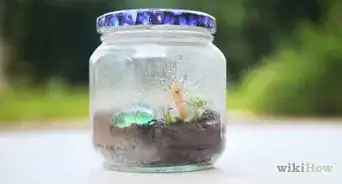 hacer un terrario de insectos
