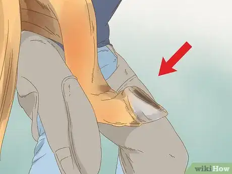 Imagen titulada Trim Horse Hooves Step 6