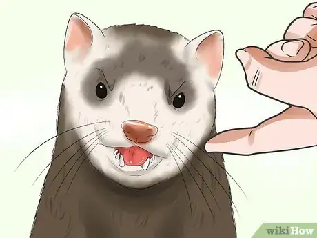 Imagen titulada Train a Ferret Not to Bite Step 8