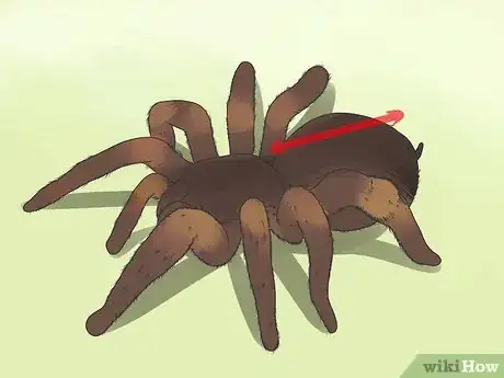 Imagen titulada Identify a Tarantula Spider Step 4