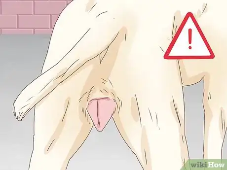 Imagen titulada Know if a Female Dog Is Fertile Step 1