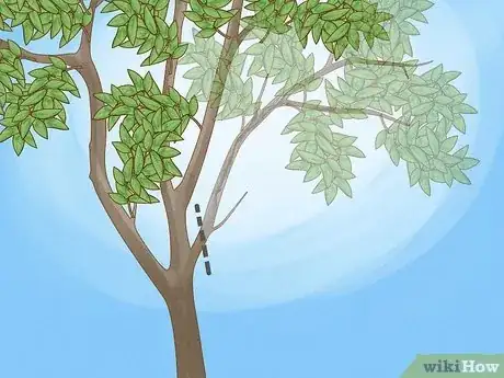 Imagen titulada Prune Guava Trees Step 2