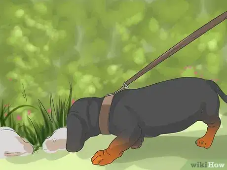 Imagen titulada Start Walking Your Puppy Step 10