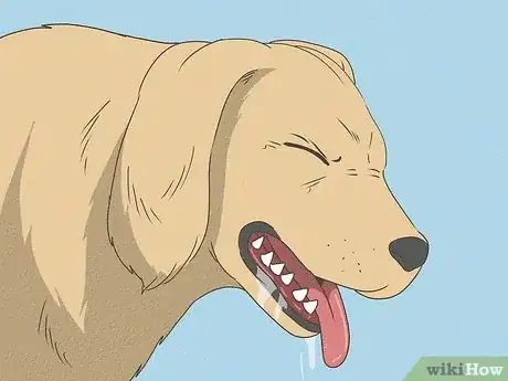 Imagen titulada Know When Your Dog is Sick Step 1