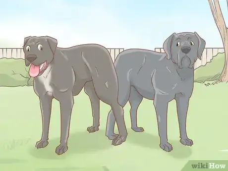 Imagen titulada Breed Cane Corso Step 7