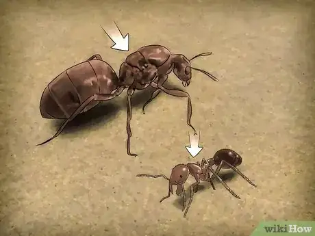 Imagen titulada Identify a Queen Ant Step 4