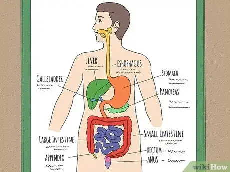 Imagen titulada Draw a Model of the Digestive System Step 15