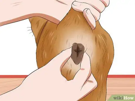 Imagen titulada Express a Cat's Anal Glands Step 6