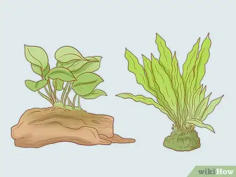 Imagen titulada Take Care of Baby Water Turtles Step 9