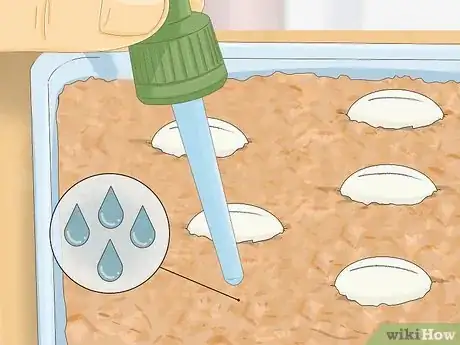 Imagen titulada Take Care of Lizard Eggs Step 15