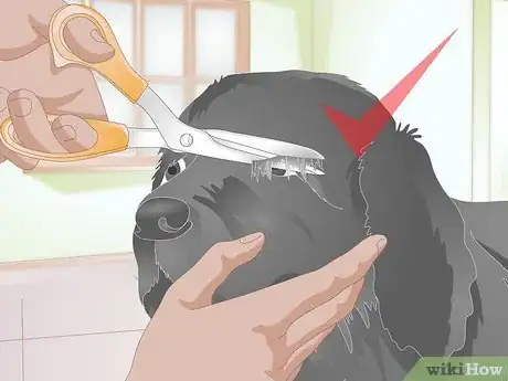 Imagen titulada Clean Gunk from Your Dog's Eyes Step 13
