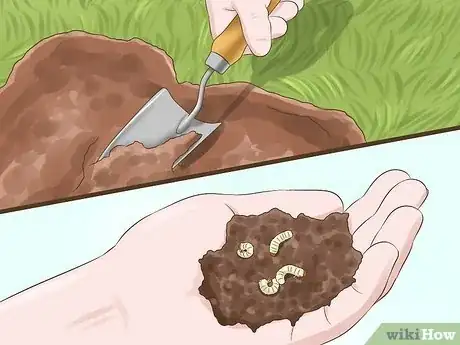 Imagen titulada Get Rid of Grubs Step 2