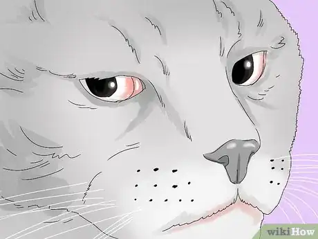 Imagen titulada Treat Watery Eyes in Cats Step 16