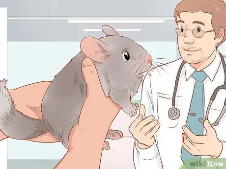 Imagen titulada Spot Signs of Illness in Chinchillas Step 13