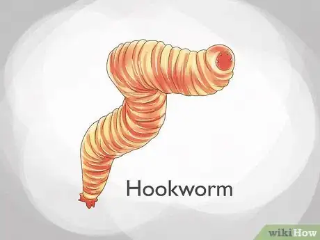 Imagen titulada Identify Worms in a Cat Step 12