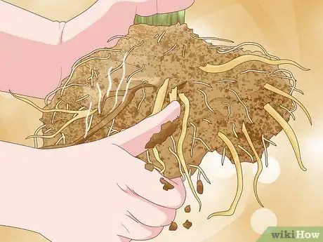 Imagen titulada Save an Overwatered Plant Step 10