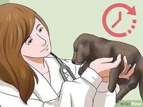 Imagen titulada Choose a Healthy Puppy Step 13