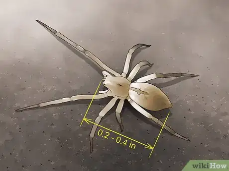 Imagen titulada Identify a Yellow Sac Spider Step 3
