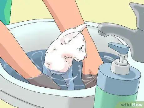 Imagen titulada Treat Watery Eyes in Cats Step 15