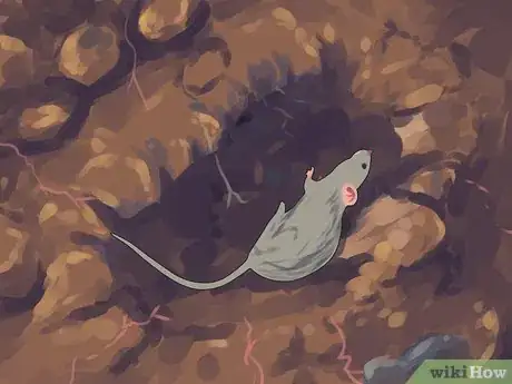 Imagen titulada Trap Rats Step 16