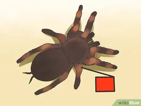 Imagen titulada Identify a Tarantula Spider Step 3