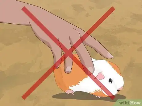 Imagen titulada Determine the Sex of a Guinea Pig Step 1