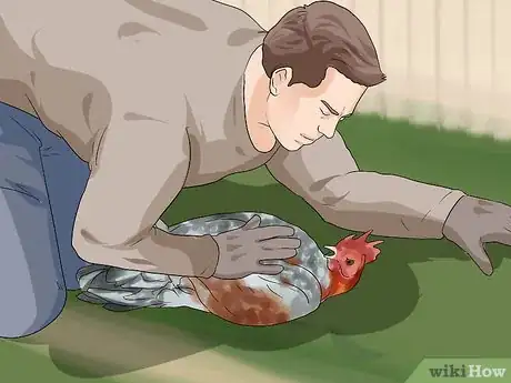 Imagen titulada Protect Yourself from an Attacking Rooster Step 9