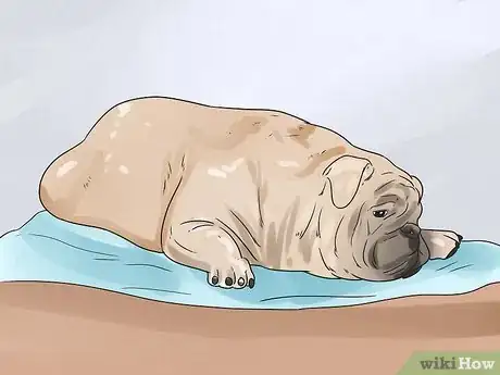 Imagen titulada Nurse a Dog Through Parvo Step 20