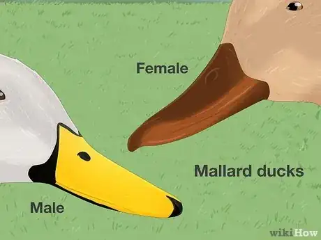 Imagen titulada Tell the Difference Between Male and Female Ducks Step 2