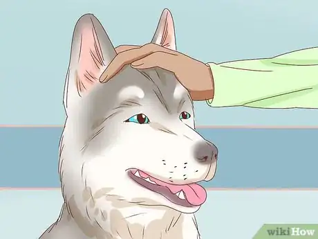 Imagen titulada Know if a Female Dog Is Fertile Step 8