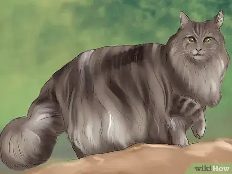 Imagen titulada Identify a Maine Coon Step 4