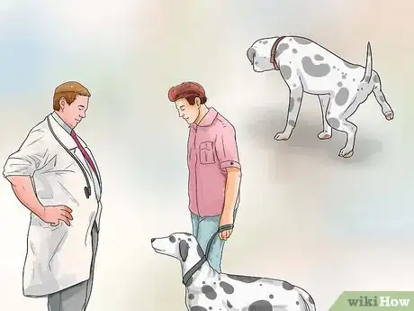 Imagen titulada Care for a Dalmatian Step 8