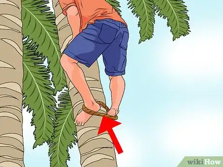Imagen titulada Climb a Palm Tree Step 9