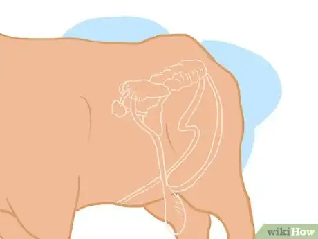 Imagen titulada Collect Semen from a Bull for a Breeding Soundness Exam Step 6