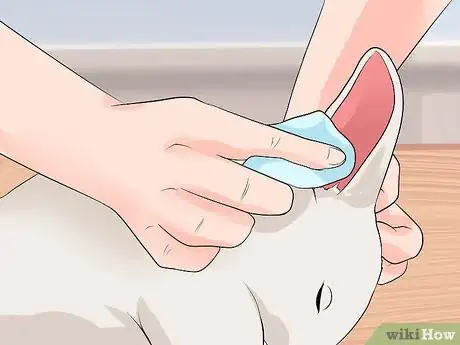 Imagen titulada Clean Your Rabbit's Ears Step 8