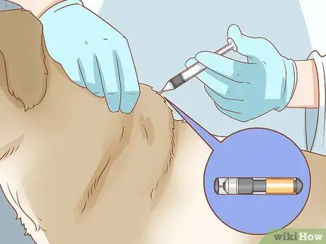 Imagen titulada Take Care of a Dog Step 7