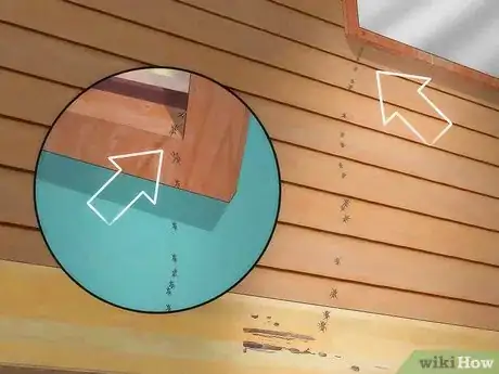 Imagen titulada Stop Ants From Coming Into Your Home Step 1