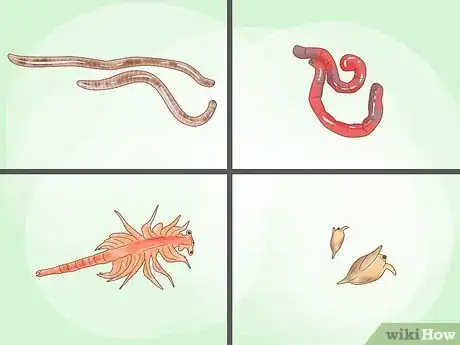 Imagen titulada Feed Goldfish Step 3